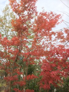 写真 2017-11-30 14 10 16