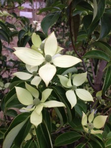 常緑ヤマボウシ花