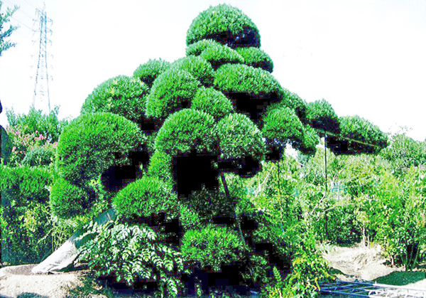 マキ 　（大阪　堺市　植木生産販売　植忠）