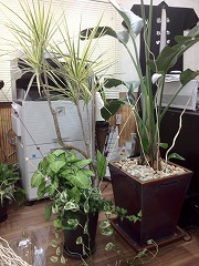 オーガスタ、コンシンネ等