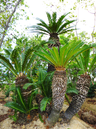 ソテツ　（大阪　堺市　植木生産販売　植忠）