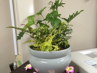 観葉植物