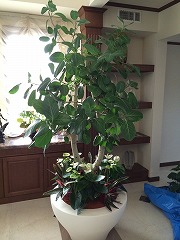 ベンガルゴムノキ、観葉植物、屋内緑化