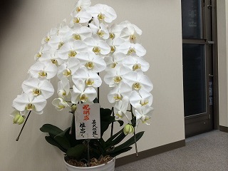 胡蝶蘭4