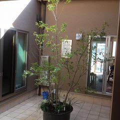 テーマ　里山風の寄せ植え