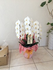 胡蝶蘭1