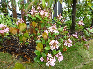 紅花シャリンバイ