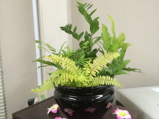 観葉植物