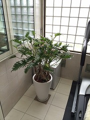 販売・レンタル