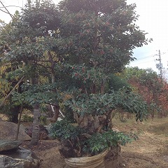 ダイモチ②