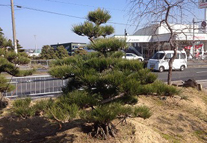 根上がり松（大阪　堺市　植木生産販売　植忠）