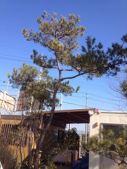 赤松(山採り)①