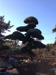 マキ(門かぶり)②