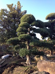 マキ②