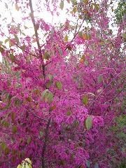 トキワマンサク（赤花）