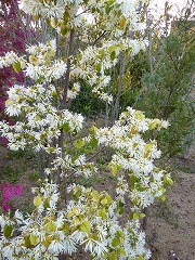 トキワマンサク（白花）