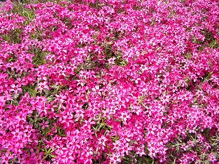芝桜
