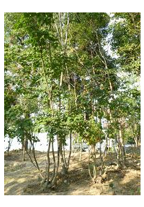 山採りの雑木　アオダモ、ハウチワカエデ　など（大阪　堺市　植忠　雑木植木生産販売）