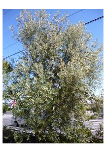 オリーブ （大阪　堺市　植忠　植木生産販売）