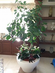 大型観葉植物の寄植え