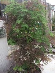 シダレモミジ（紅、青、朱の3種類）