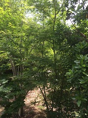 イロハモミジ（大阪　堺市　植忠　雑木、植木生産販売）