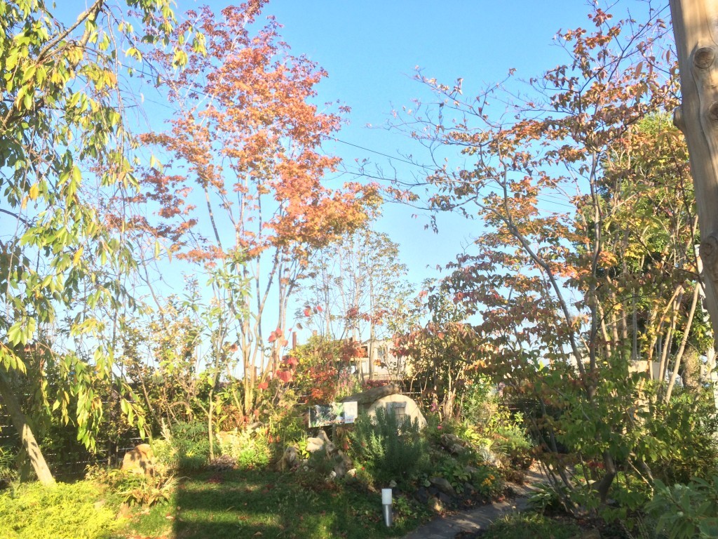 植忠の庭の展示場（モデルガーデン）の植木たちが紅葉し始めました。