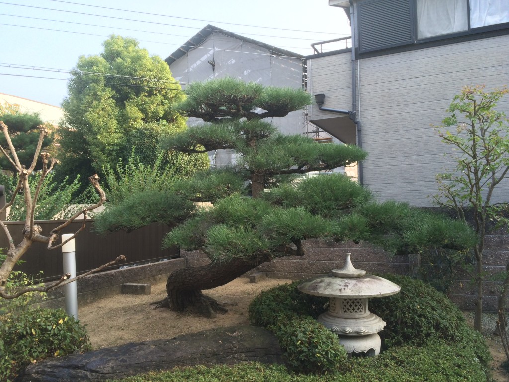 大阪 堺市 庭の管理 松の剪定 植忠 Blog 大阪 堺市 庭の管理 松の剪定 植忠 Blog