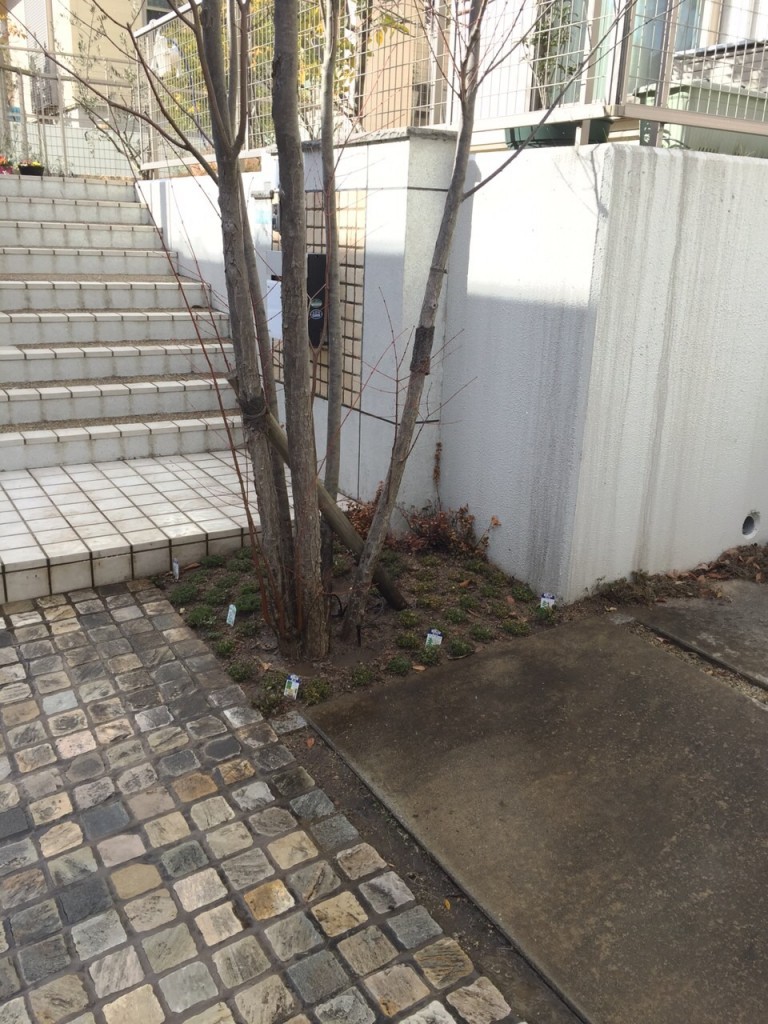 和歌山 橋本市 植栽工事 植木の植え替え ソヨゴ カツラ株立ちの植え付け 植忠 Blog