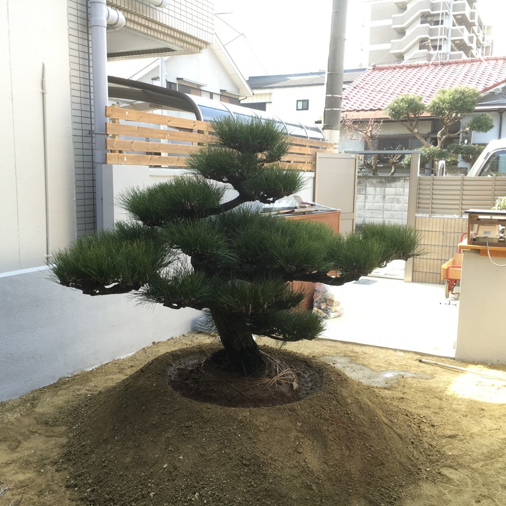 大阪　大阪市旭区　クロマツ販売・植え付け