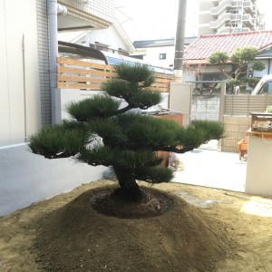 大阪　大阪市旭区　クロマツ販売・植え付け