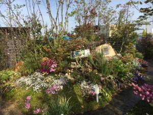 庭の展示場、モデルガーデンの花が見ごろです