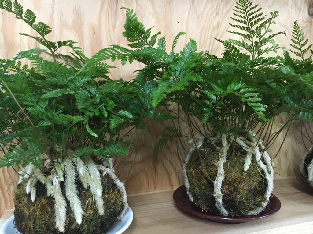 苔玉のシノブ　作成、販売開始