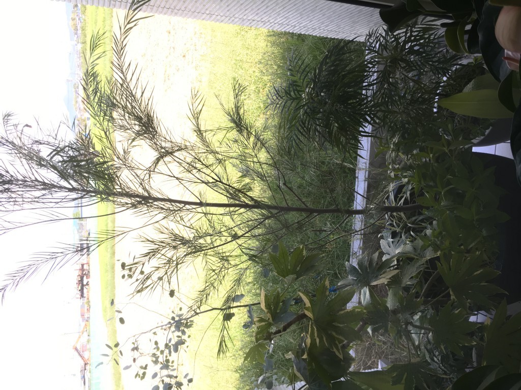 大阪 堺市 アジアンリゾート風の鉢植えの寄せ植え 植栽工事 斑入りヤツデ ミモザ ハートリーフユーカリ 植忠 Blog