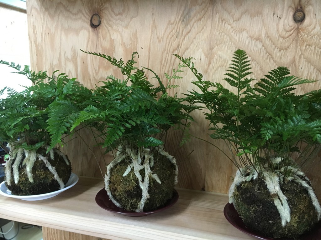 苔玉シノブ