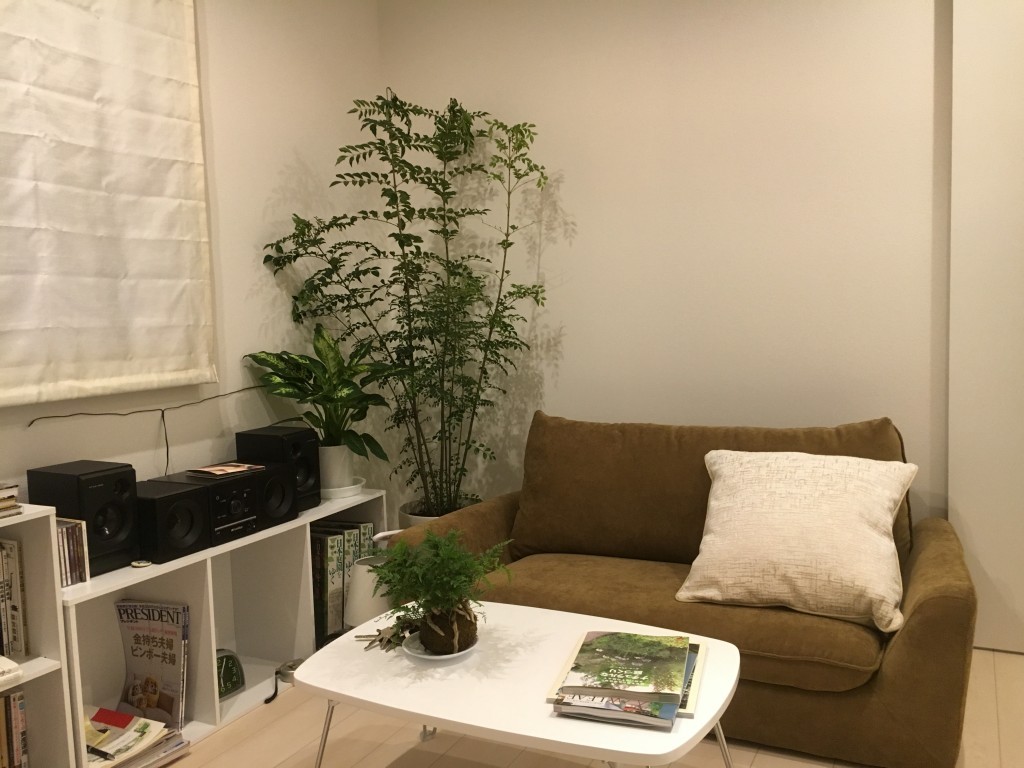 大阪　大阪市中央区　マンション　レンタルグリーン（観葉植物）　シマトネリコ