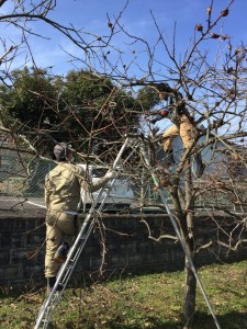 大阪　堺市美原区　果樹園の管理、剪定