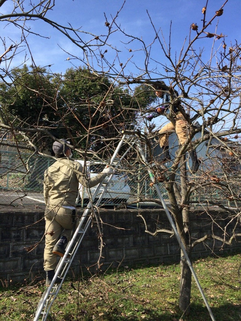 大阪　堺市美原区　果樹園の管理、剪定