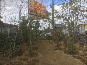大阪　堺市　植忠の植木の生産畑の整備、完成いたしました。