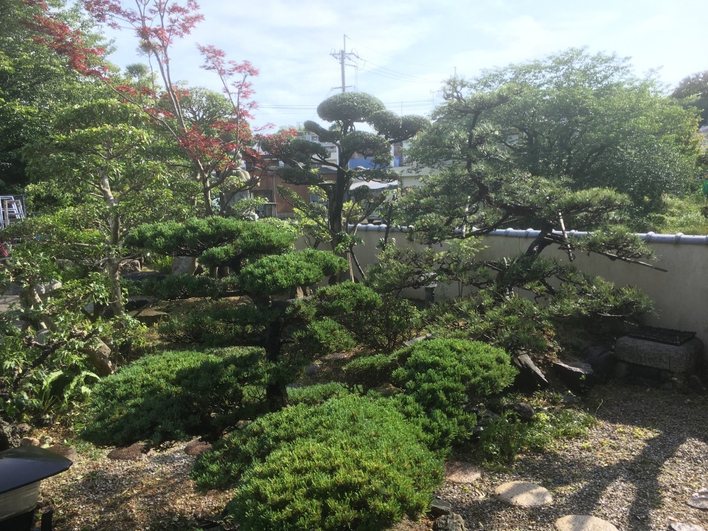 大阪　岸和田市　庭の管理、植木の剪定