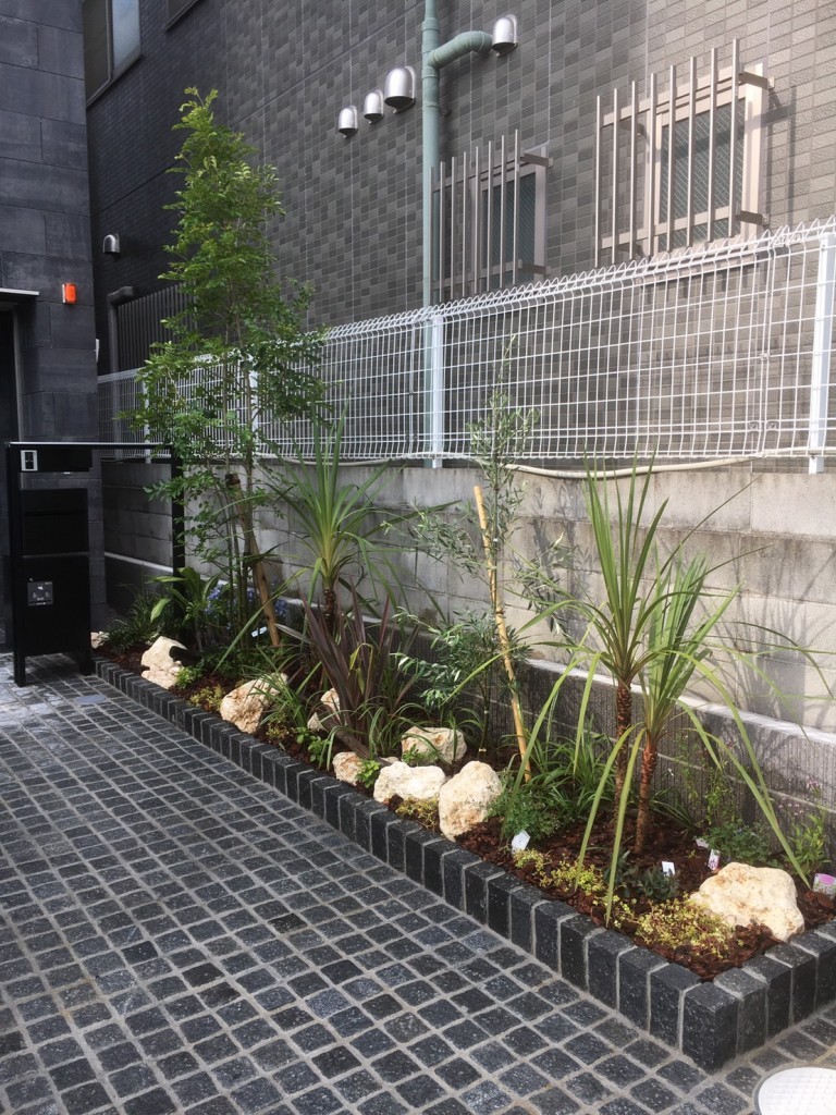 大阪　堺市東山　会社オフィスの庭つくり、シマトネリコ、オリーブ、ドラセナ植え付け