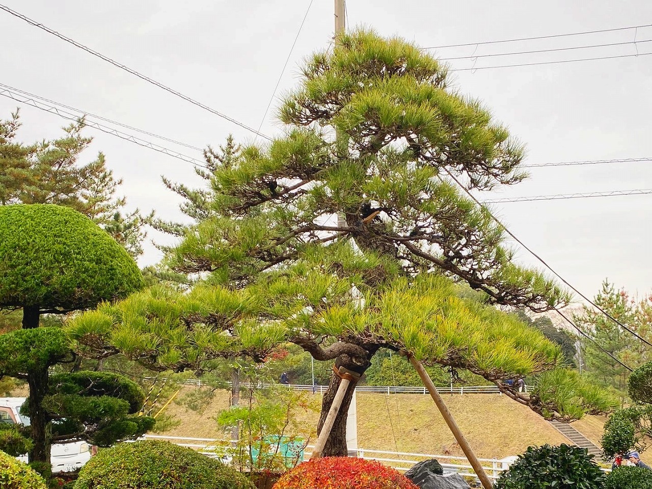 和歌山　橋本市　O様　和風庭の一部改修　クロマツ植栽