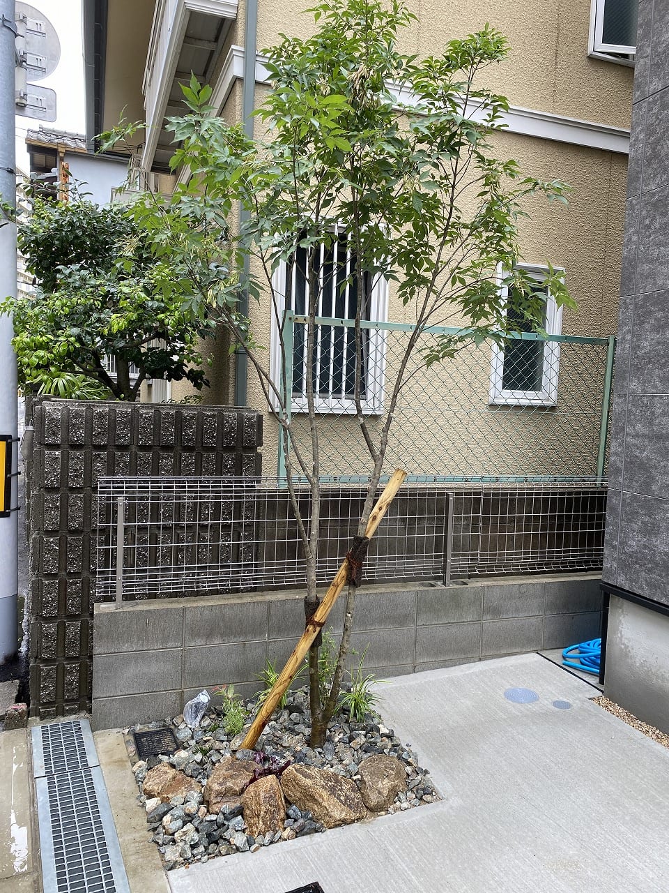 大阪　住吉区　S様　狭小スペースの植栽工事　アオダモ雑木の庭