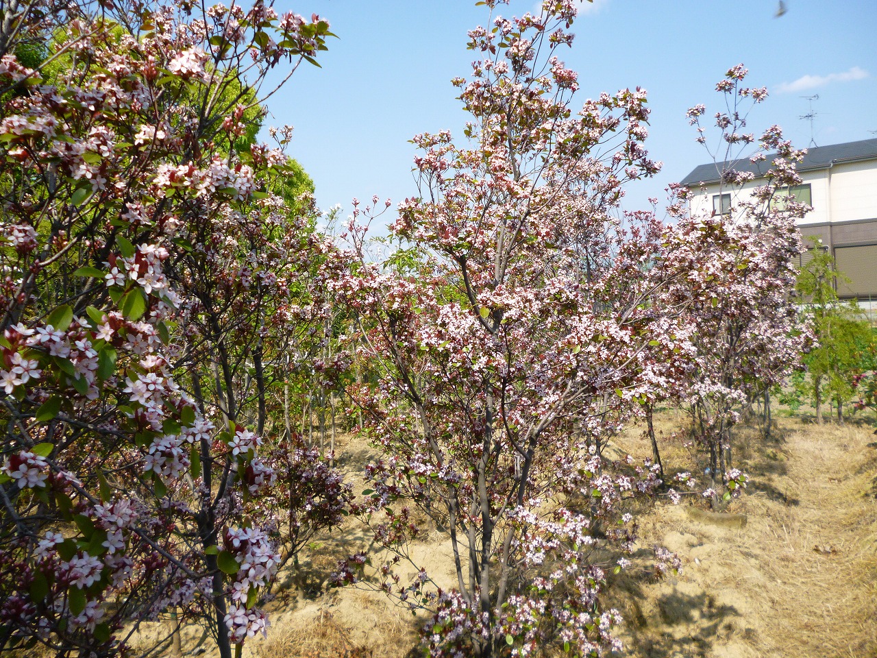 ヒメシャリンバイ・ロゼア（大阪　堺市　植木生産販売）