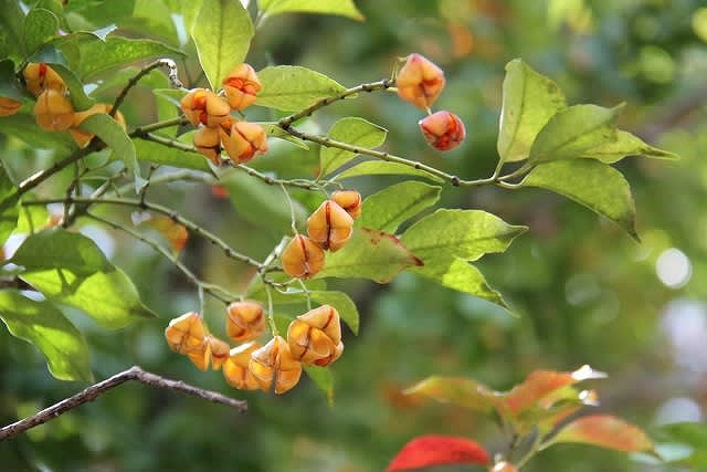 ヒゼンマユミ（大阪　堺市　植木生産販売）