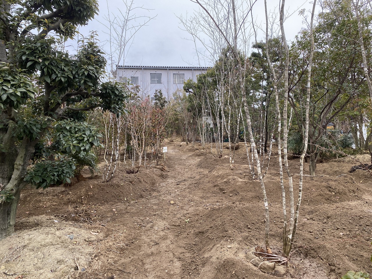 2022年植木入荷～第２園場雑木ストック販売ヤード整備（山採りアオダモ