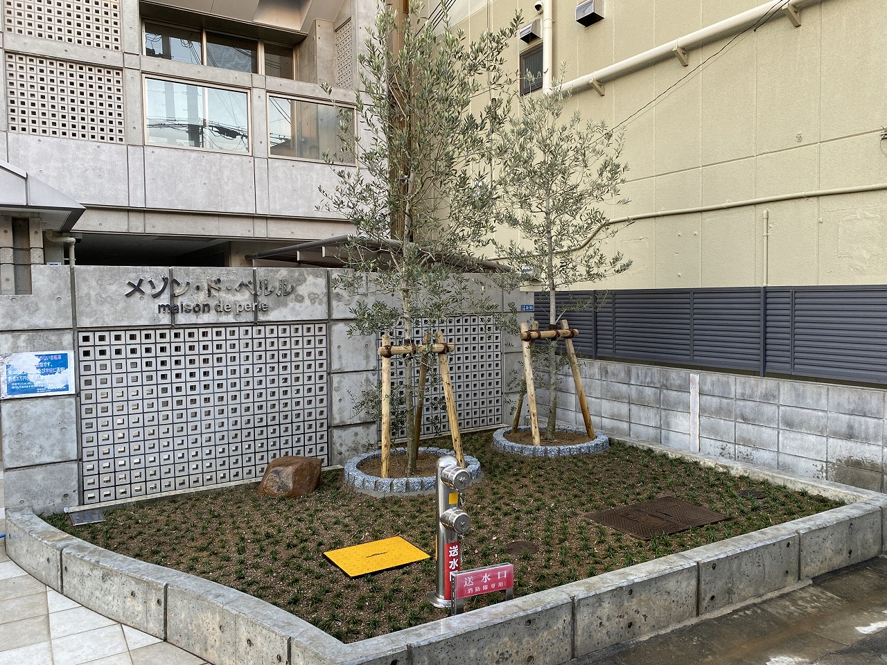 大阪　松原市　マンション玄関前にオリーブ植栽、庭リフォーム
