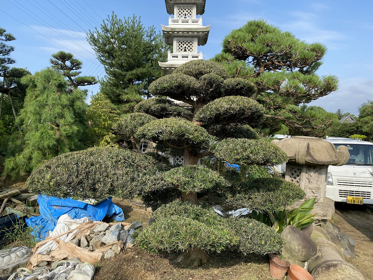 ラカンマキ①　羅漢松（大阪　堺市　庭木　植木生産販売　植忠）