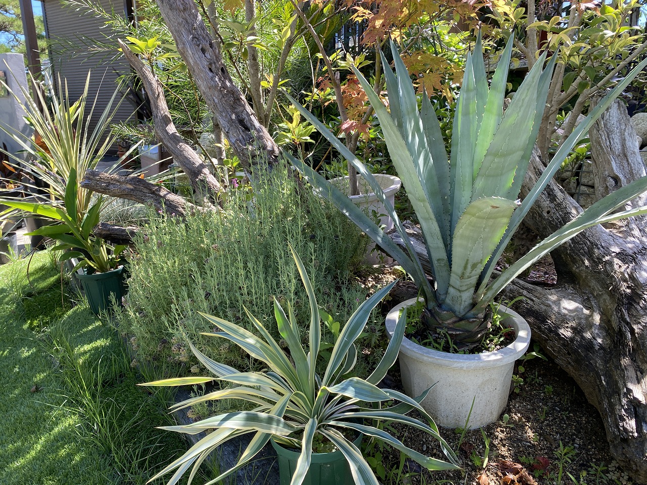 ココスヤシ   ドライガーデン  ロックガーデン 庭木 植木 シンボルツリー