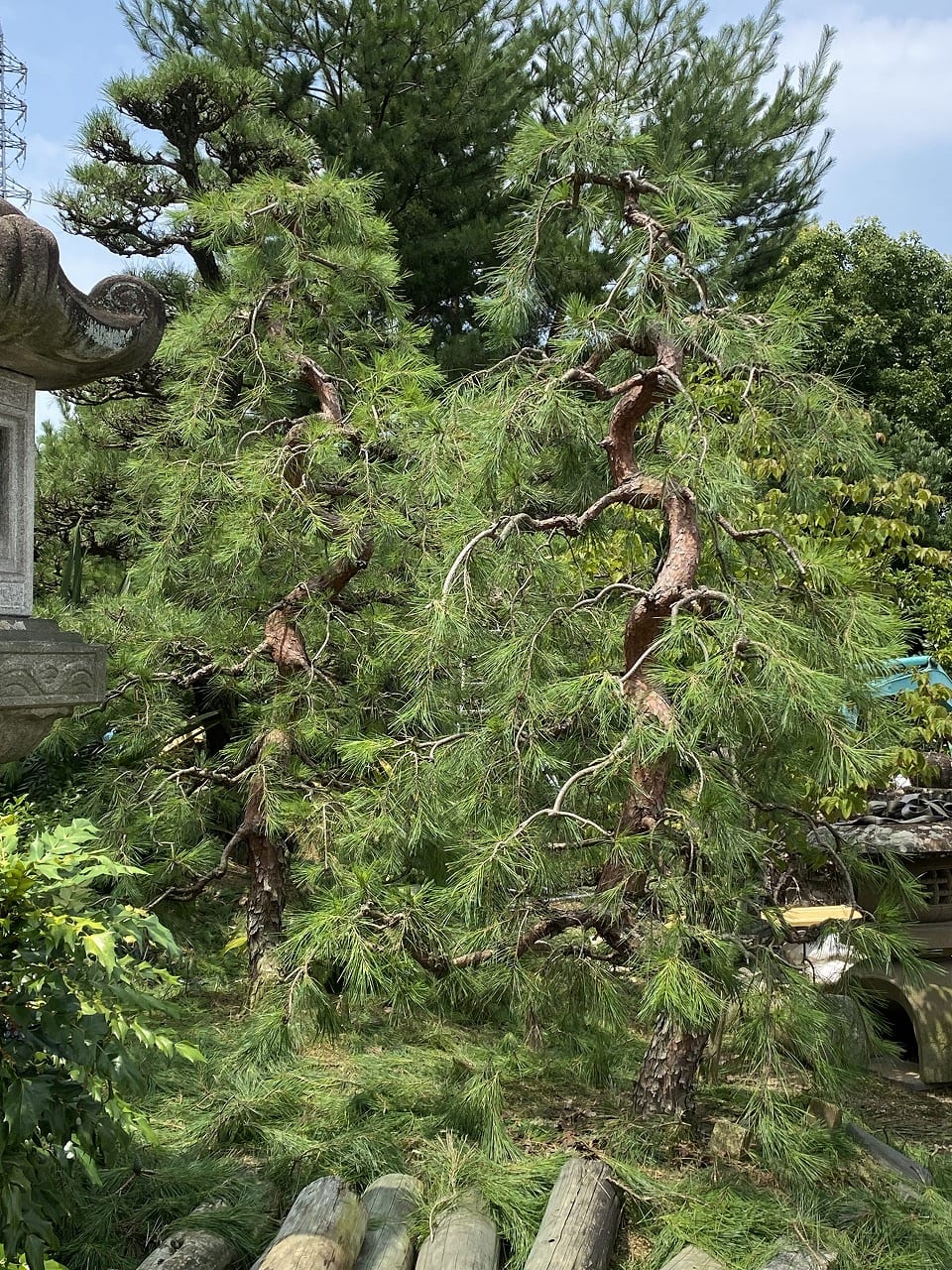 日本伝統樹木 大阪府堺市で植木の生産販売の 植忠 で取り扱う黒松 マキ ラカンマキ アカマツなど